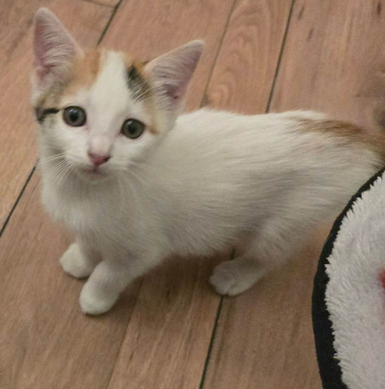 Cute kittens