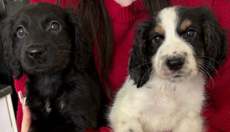 Spaniel puppies 