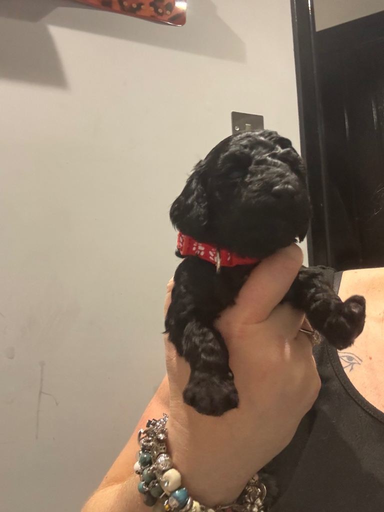 10 F1b cockapoos for sale 2 females left!