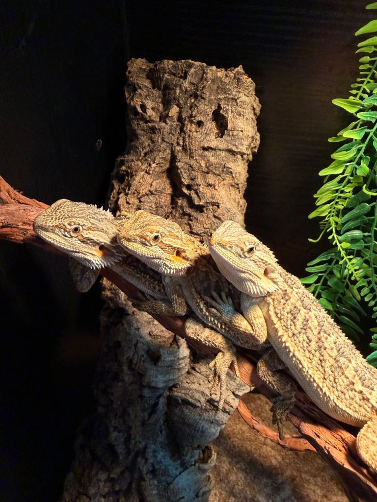 Baby bearded dragons ready 