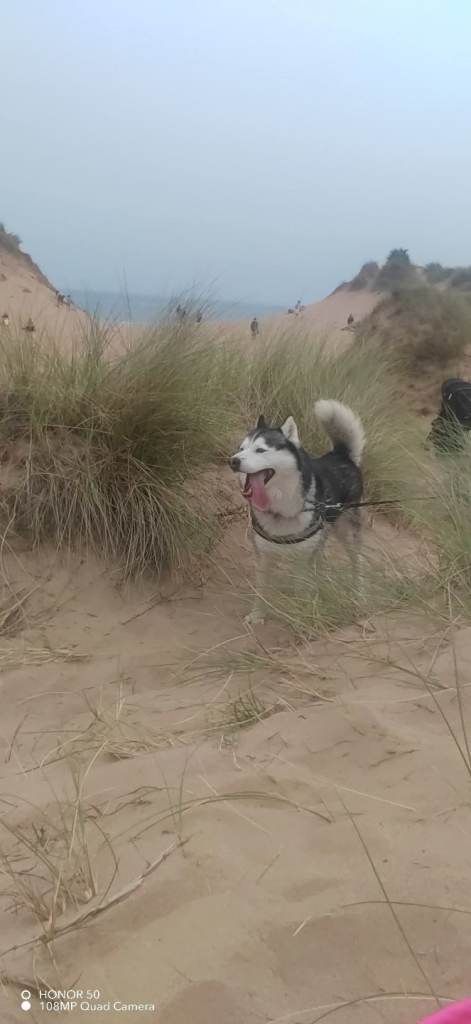 Husky puppies for sale