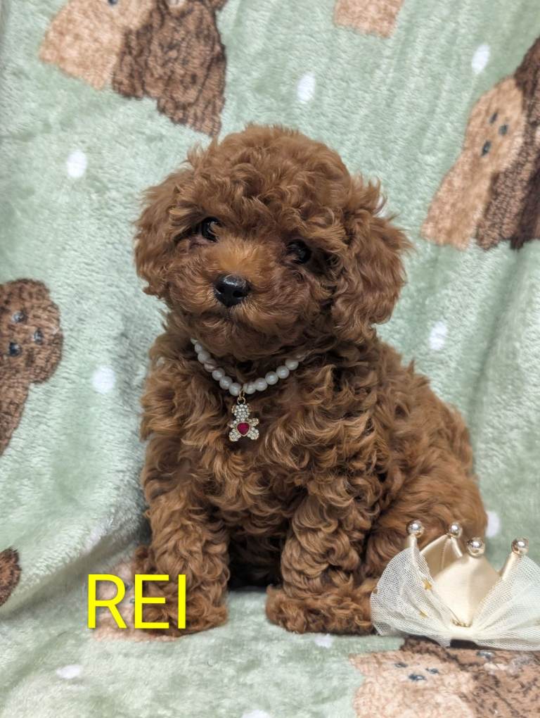 Adorable Asian red toy poodles