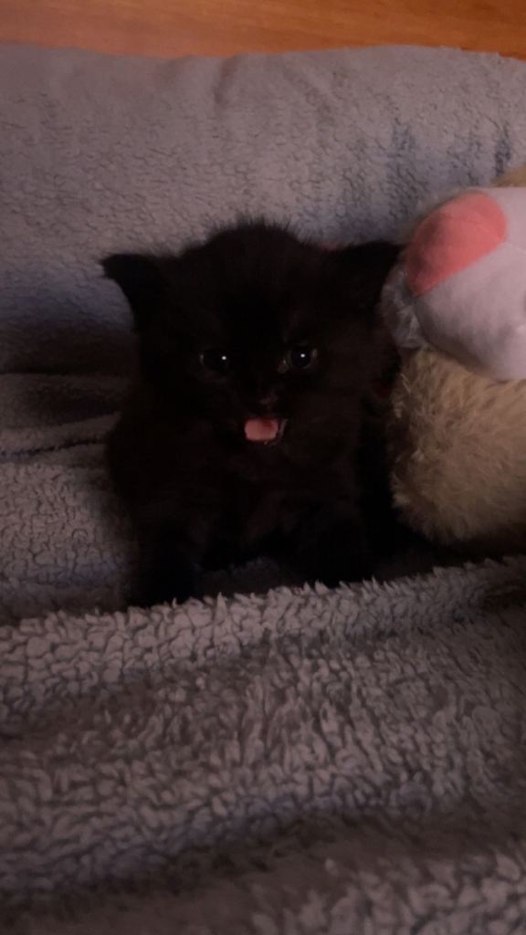 FLUFFY BEAUTIFUL STUNNING KITTENS 🤩🤩🤩