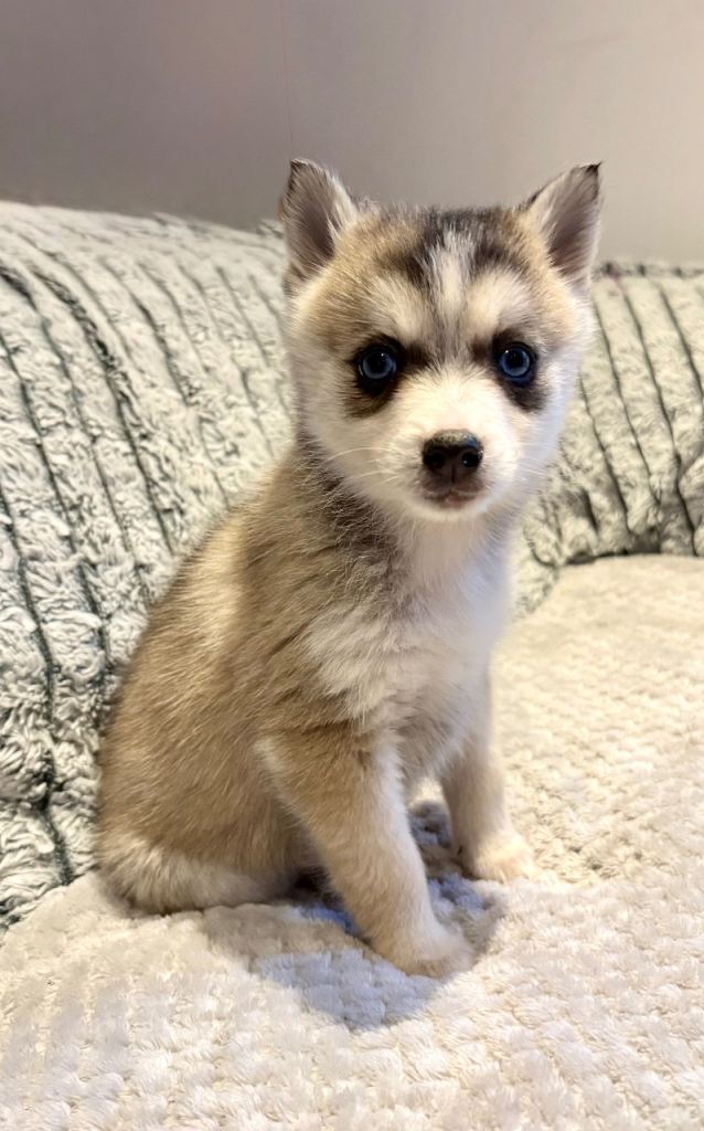 F3 pomsky puppies (Mini husky)