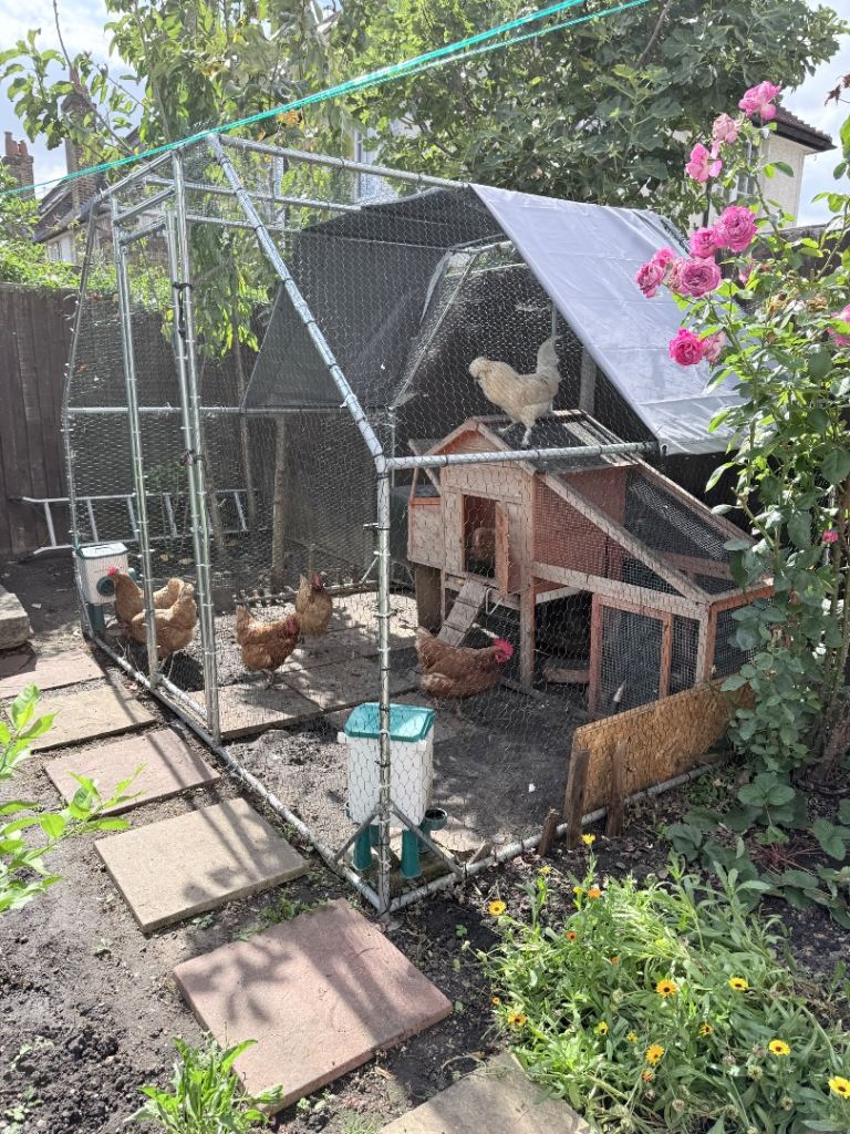 Complete Chicken Setup: 6 Laying Hens, 1 Rooster, Coop + Run, Feed & Accessories