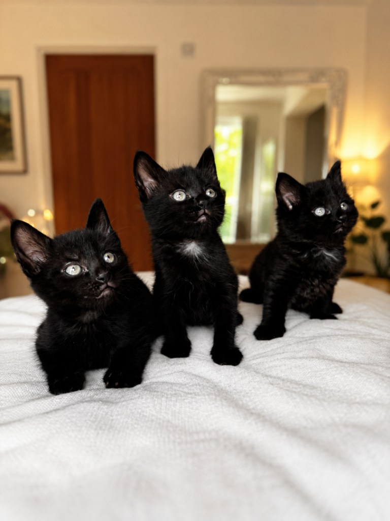 Beautiful black kittens looking for their forever homes