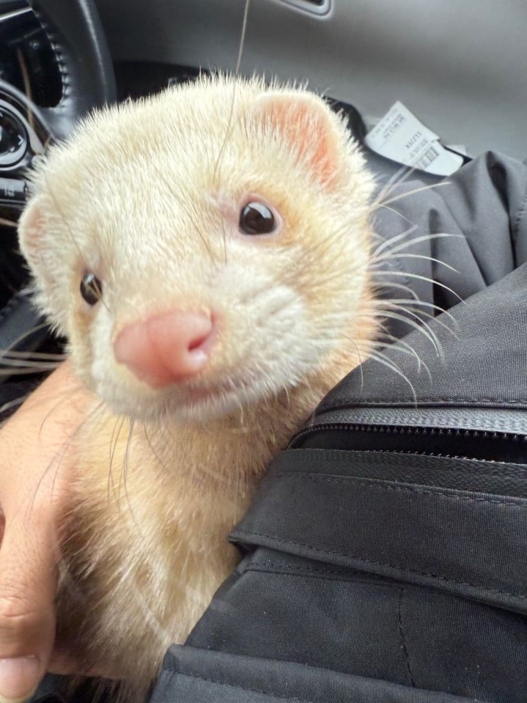 Ferret with cage