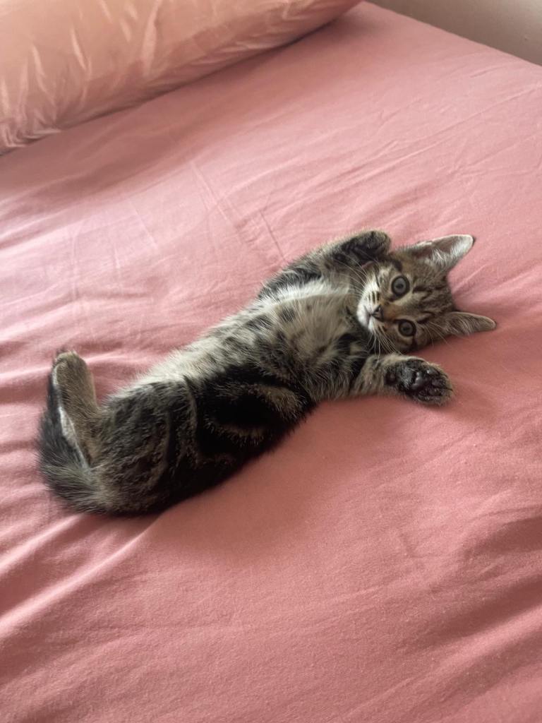 Beautiful tabby girl kittens 