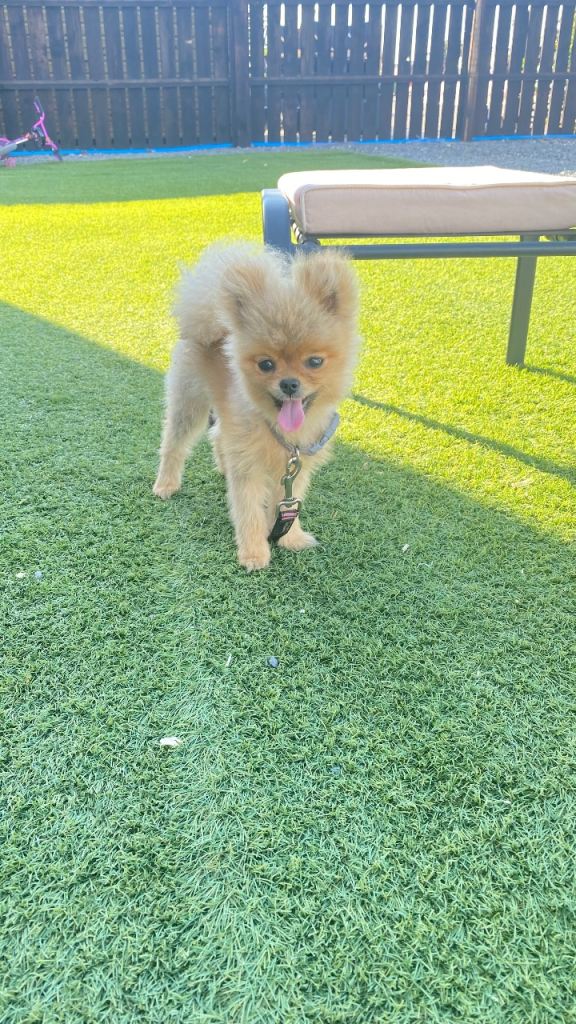POM PUPPY for sale 