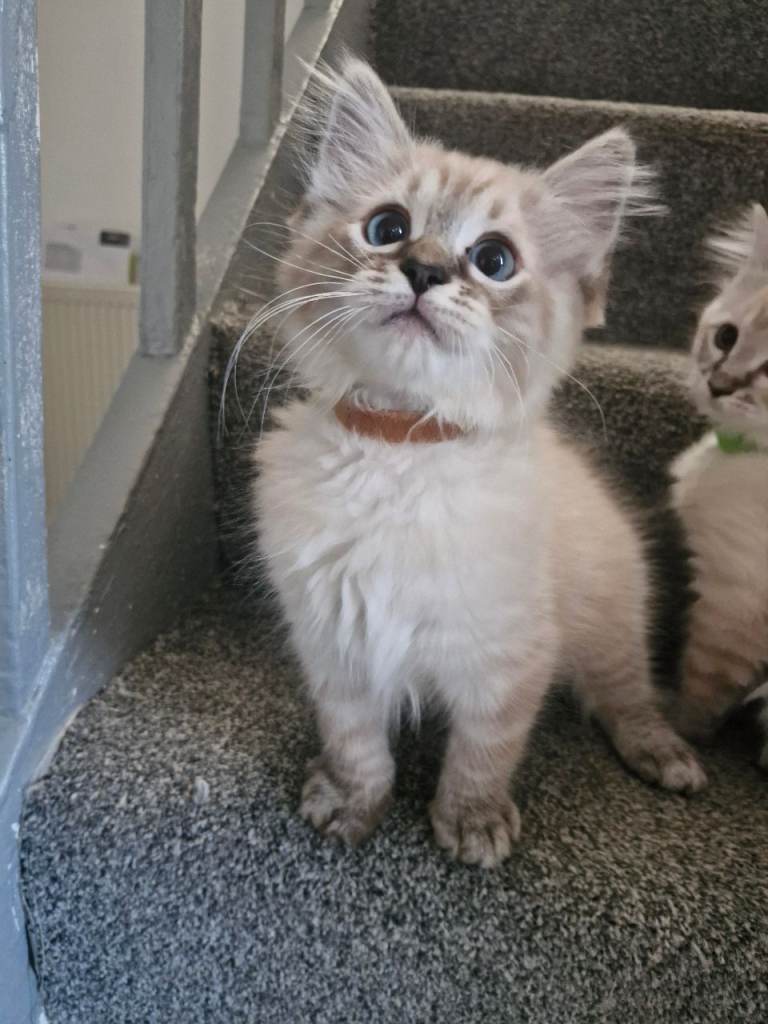 Ragdoll kittens