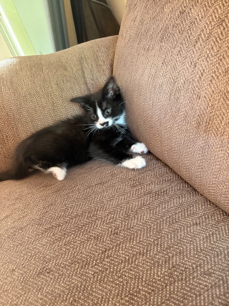 Ready to go now 1 Boy available 