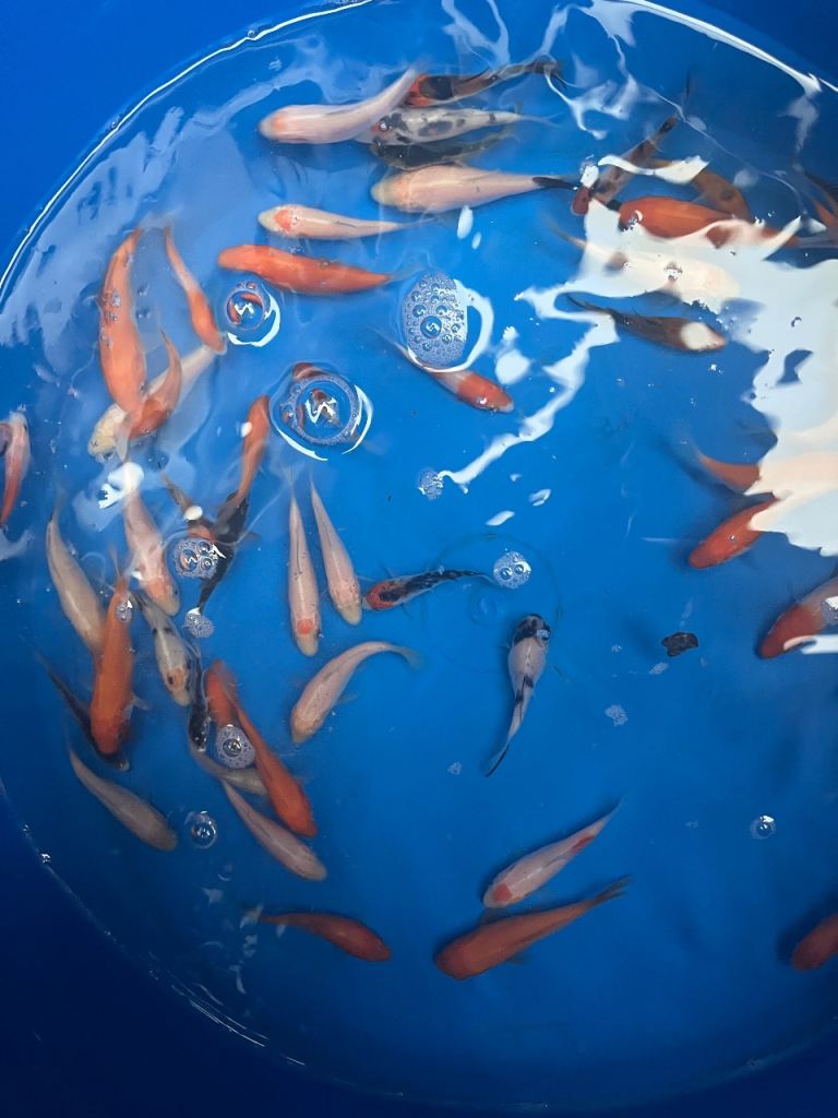 Koi