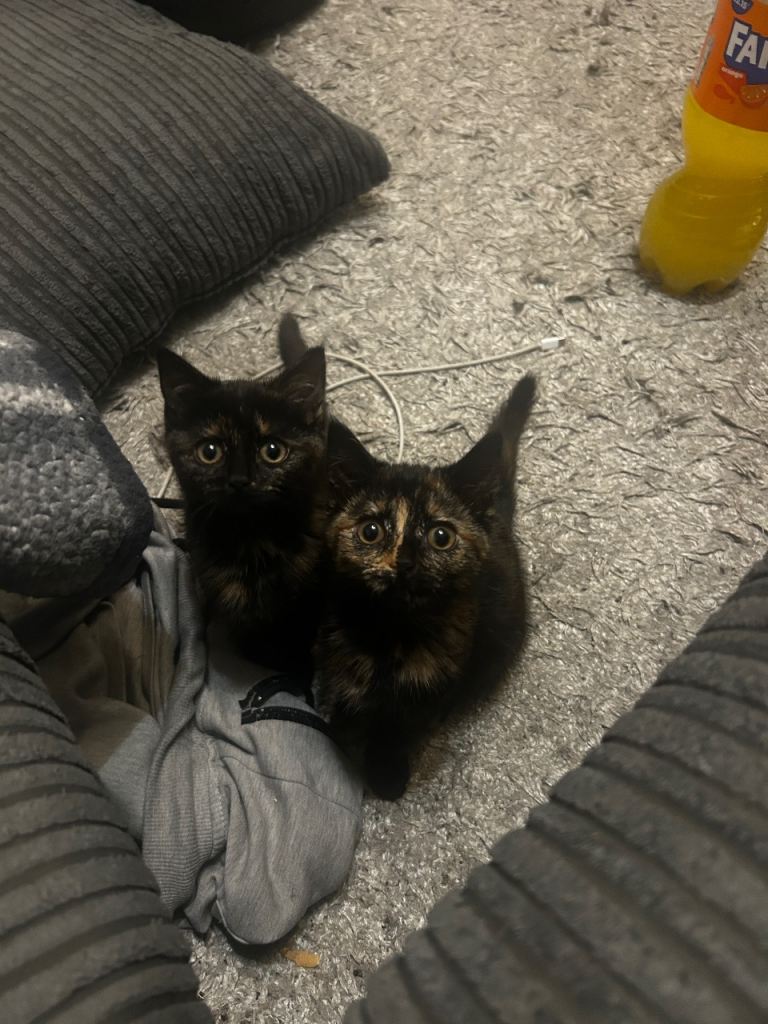 16- Week-Old Kittens Looking for a Loving Home 🩷