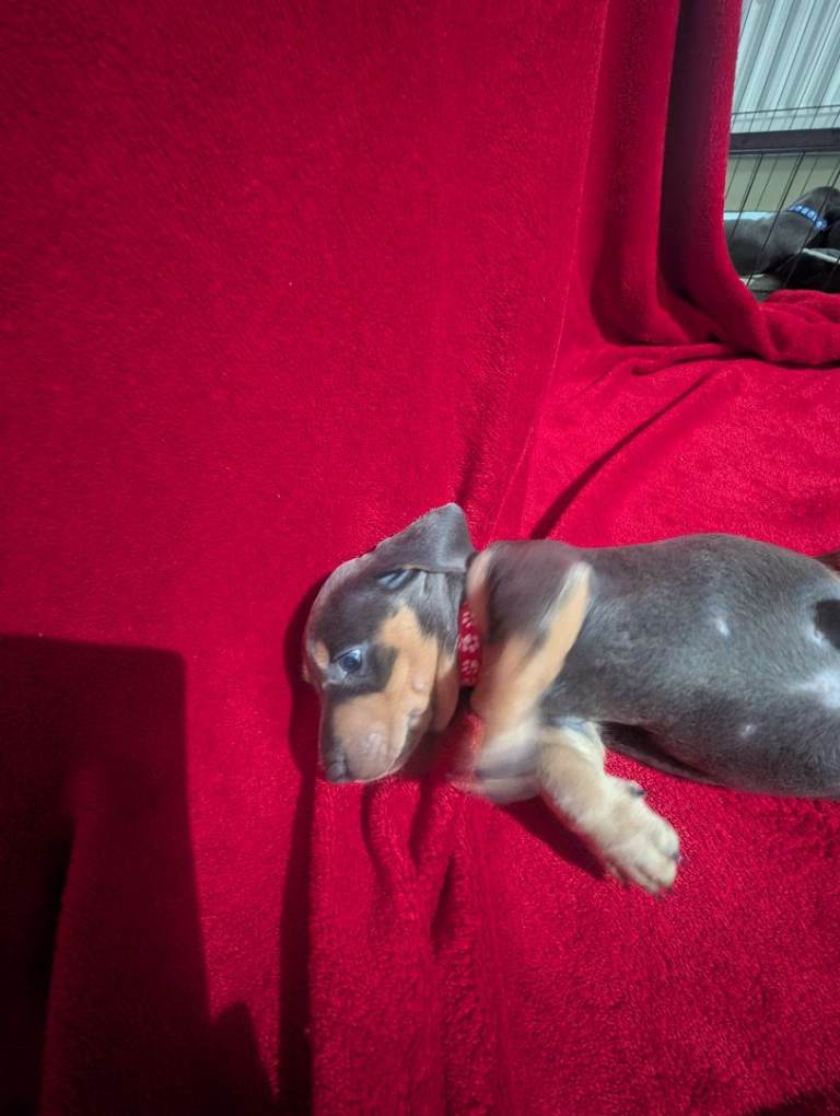 Miniature dashunds blue tan