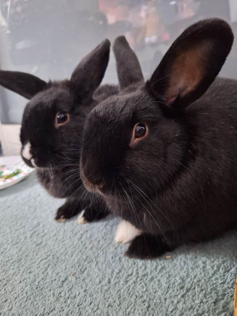 Two Black Rabbits, Aged 3 Years, with Food and Accessories