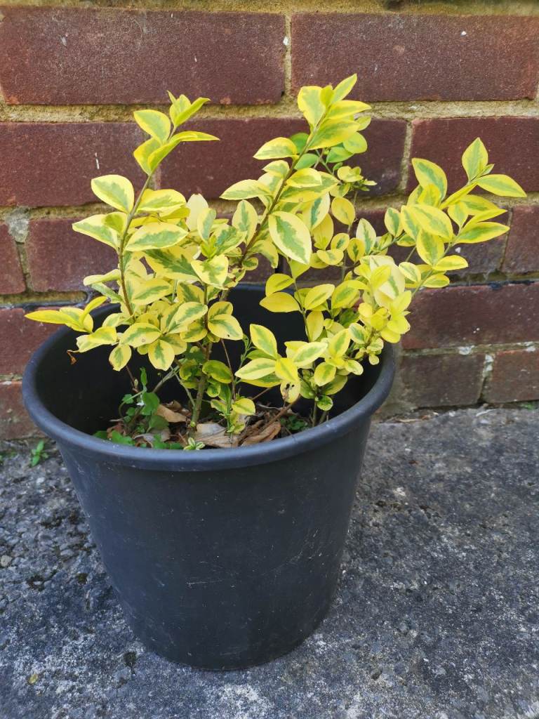 H35cm~ Perennial Garden plant with Pot 