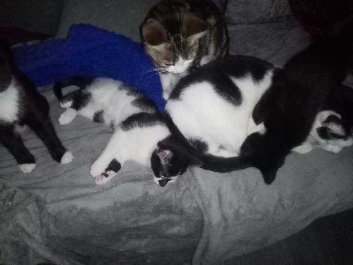 Kittens 