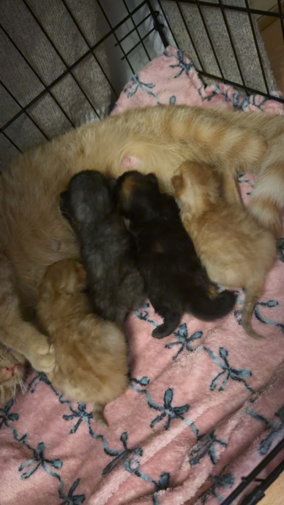 Kittens! 2 girls 2 boys