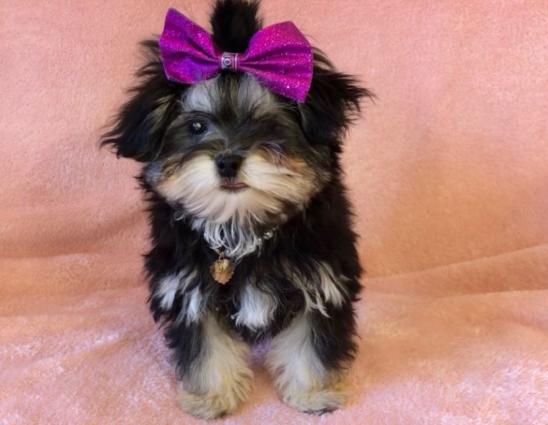 Exquisite F1 Phantom Tricolour Maltese x Toy Poodle Maltipoo Boy Puppy