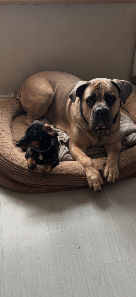 16 months old female Caine corso for sale  