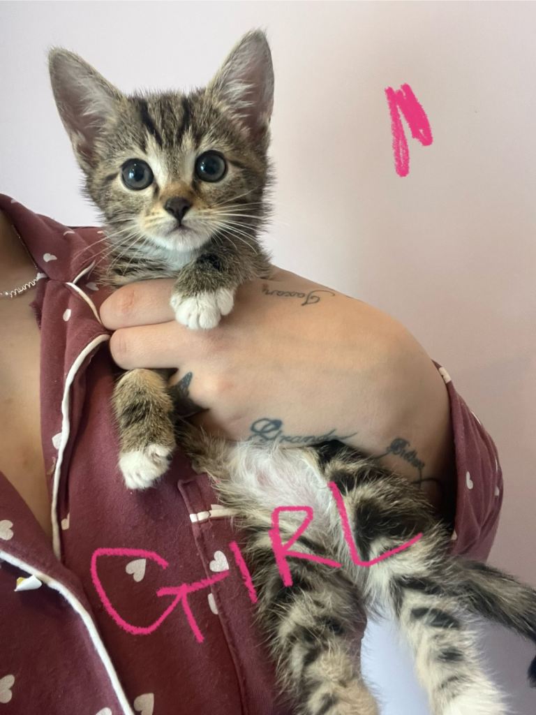 5 kittens ready to go 