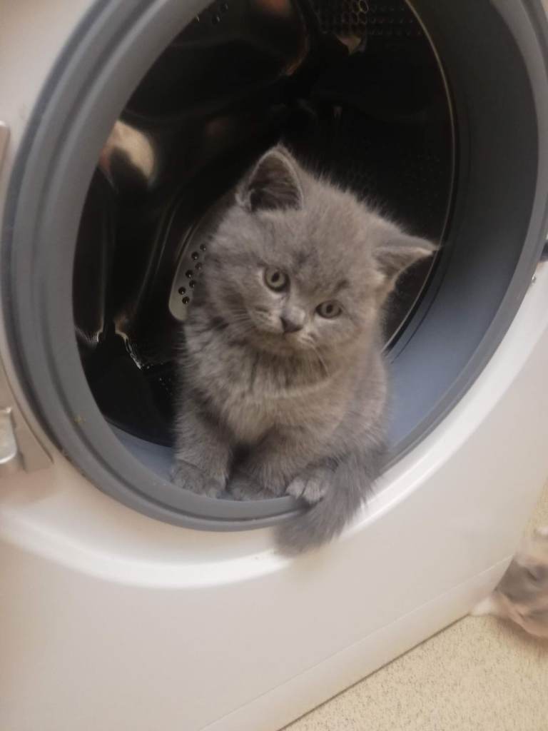 Chunky blue british shorthair kittens