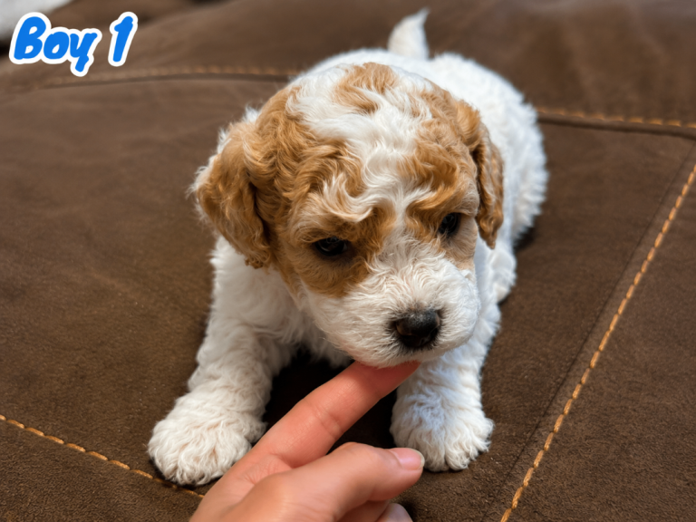 Adorable Bichon × Cockapoo Puppies - Only 1 Left!