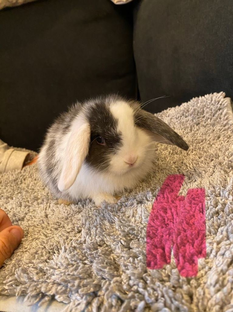 Beautiful baby rabbits 
