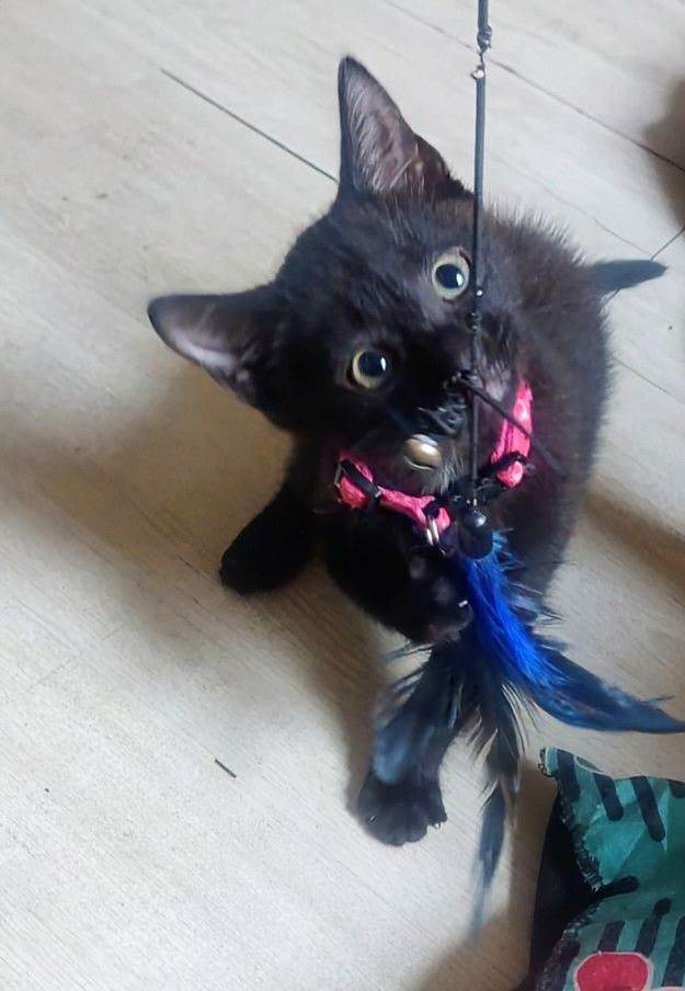 Beautiful Kittens For Sale 🩵