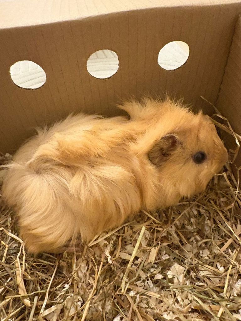 2 female Guinea pigs with Cage 