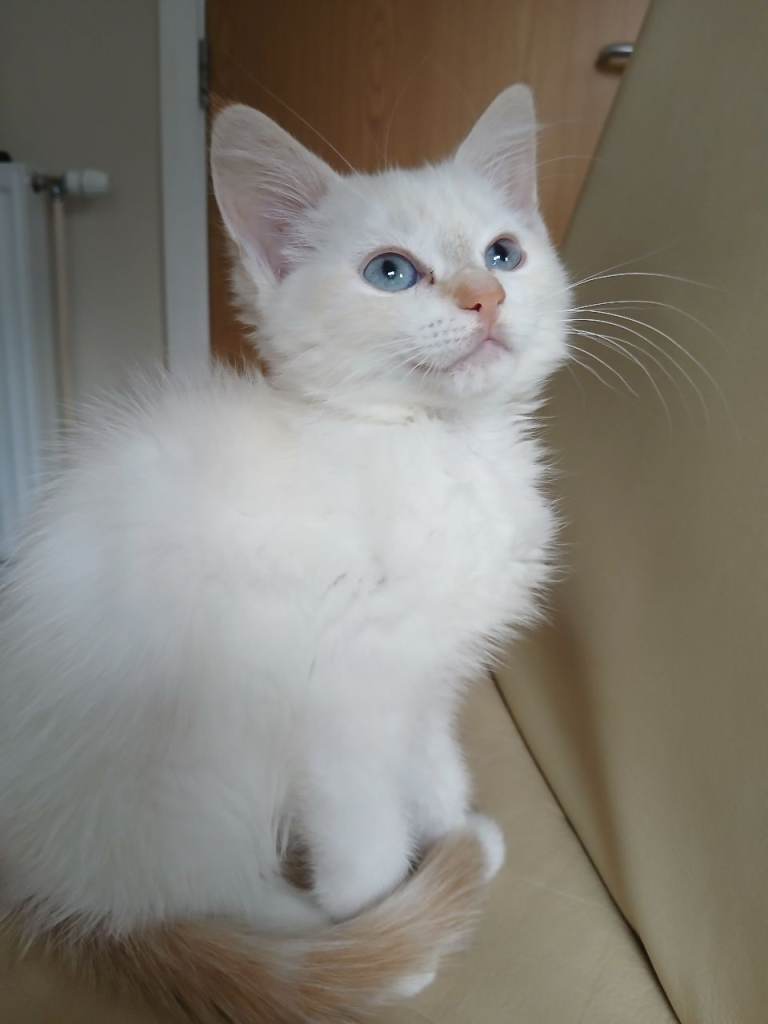 Beautiful female kitten 