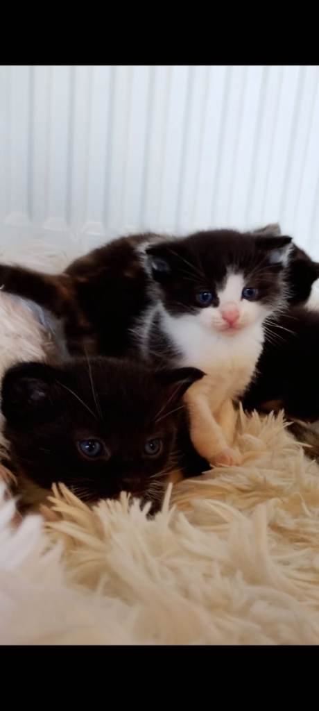 Half ragdoll kittens 😸 