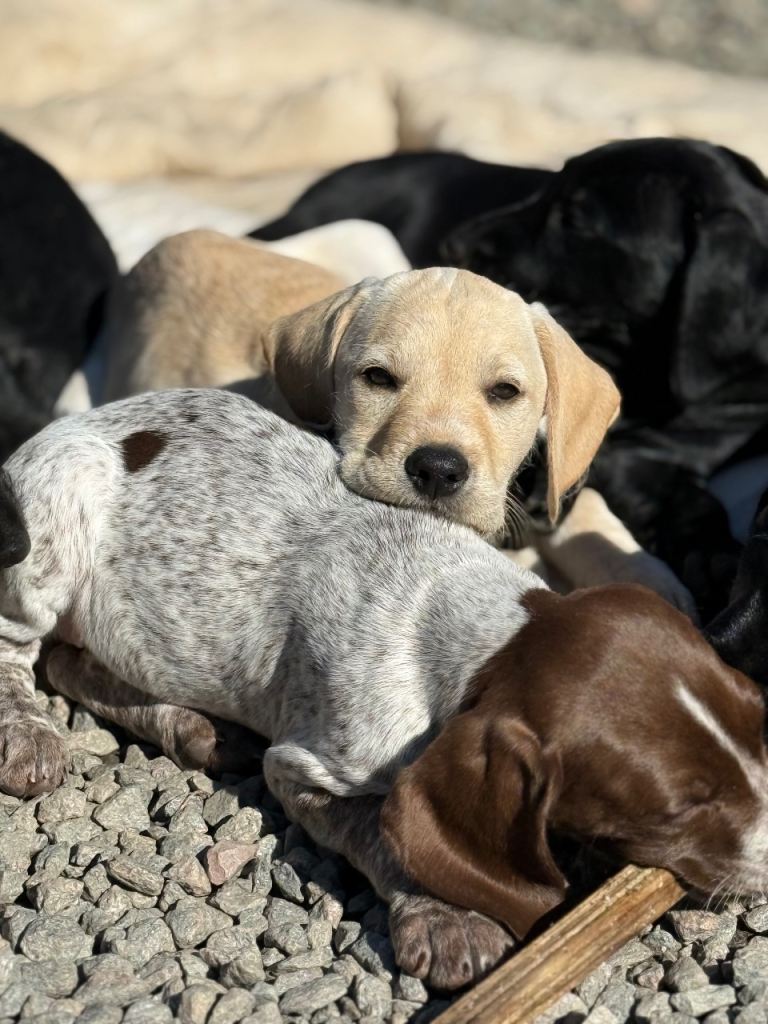 🐾 10-Week-Old Gorgeous Puppies Ready for Their Forever Homes! 🐾