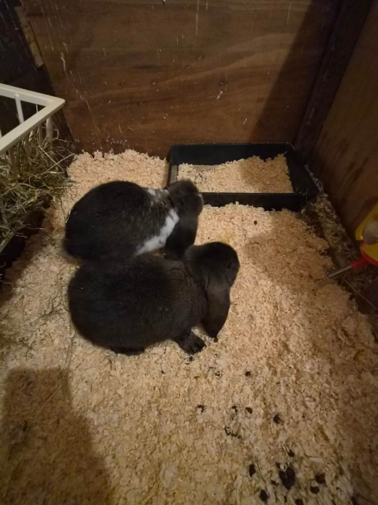 🐰💙 TWO BEAUTIFUL MALE GIANT FRENCH LOPS 💙🐰