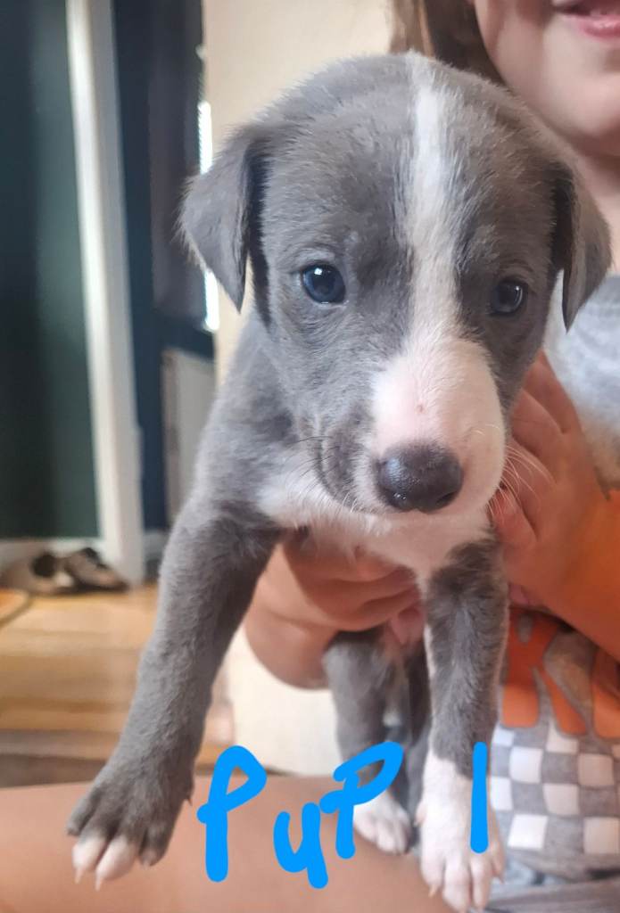 Whippet x whippet lurcher 