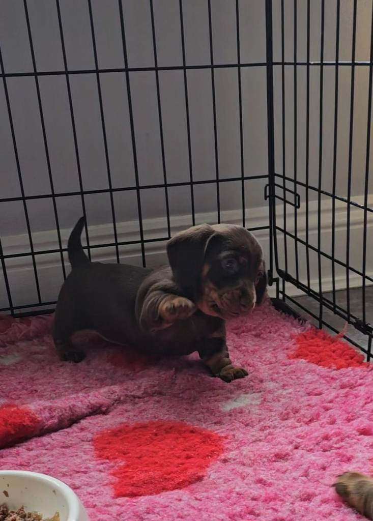 Dachshund female puppy 