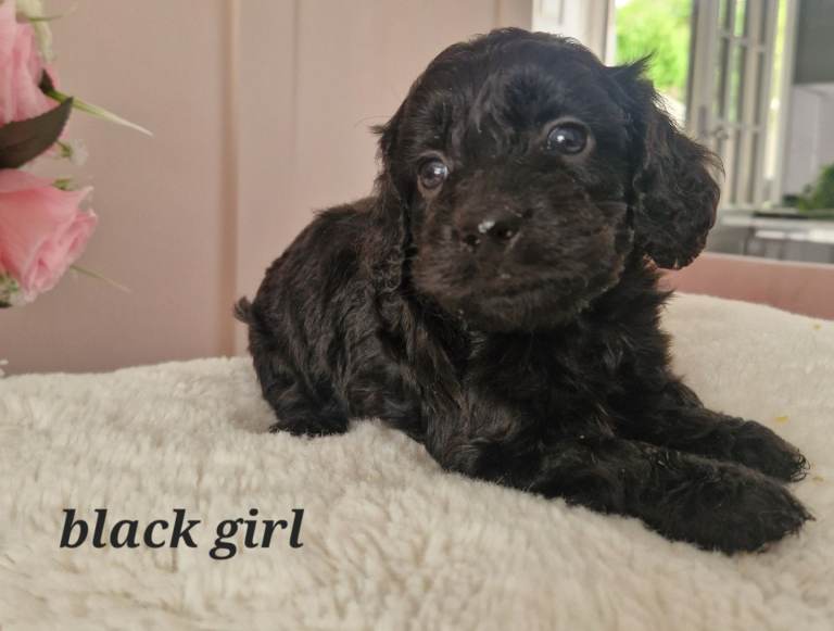 Daxipoo puppies 
