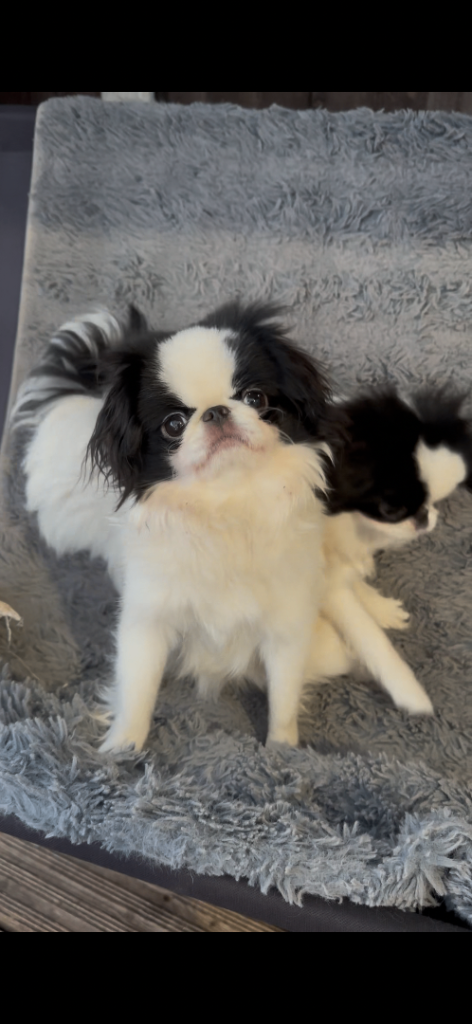 Japanese chin girl for sale