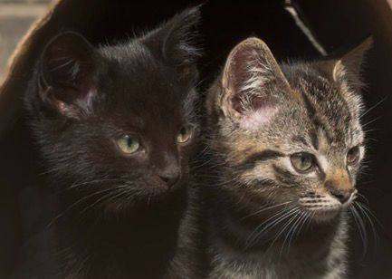 Pair of kittens - 1 Tabby + 1 Black (both male)