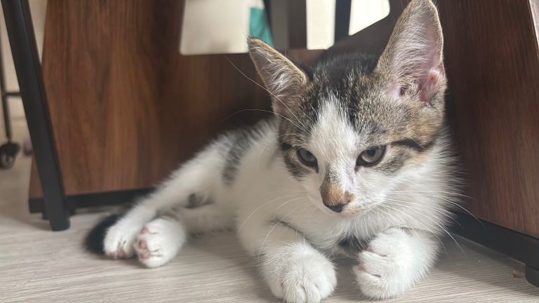 Kitten for sale 