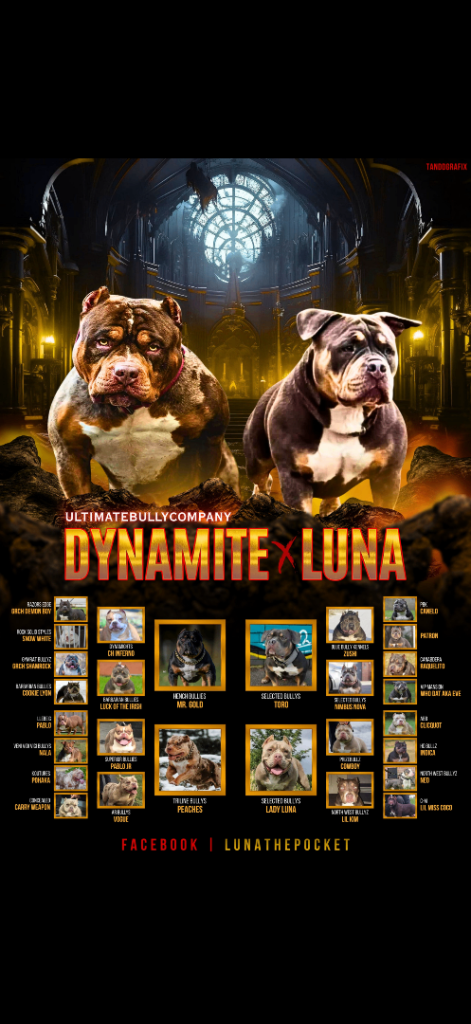 Luna x Dynamite pocket bully puppies