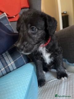 Bedlington cross puppies