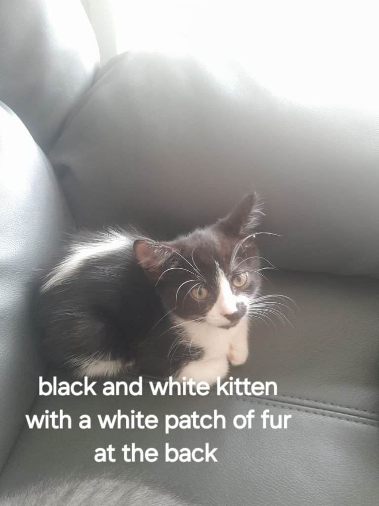 Cat and kitten for sale 