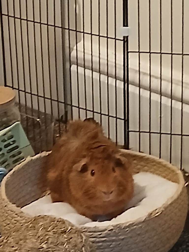 2 guinea pigs and all there hideouts 