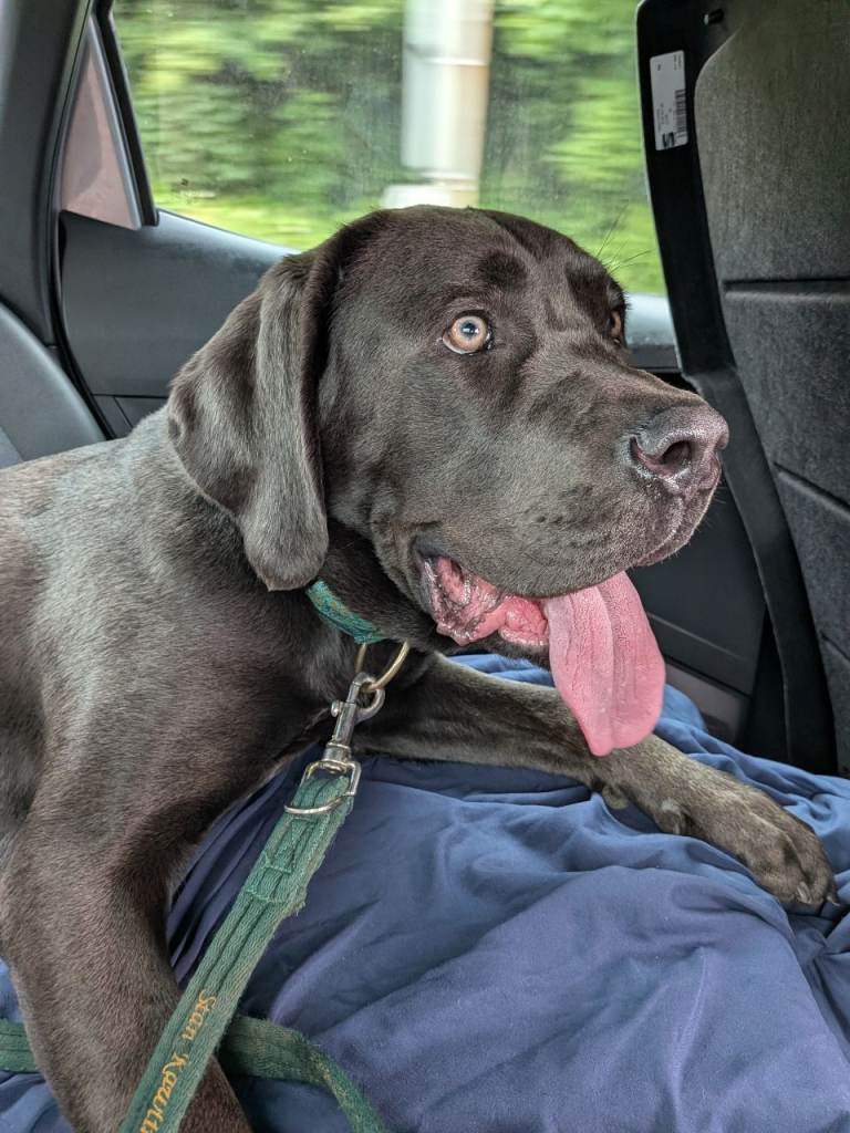 11 month old female cane corso needs loving home 