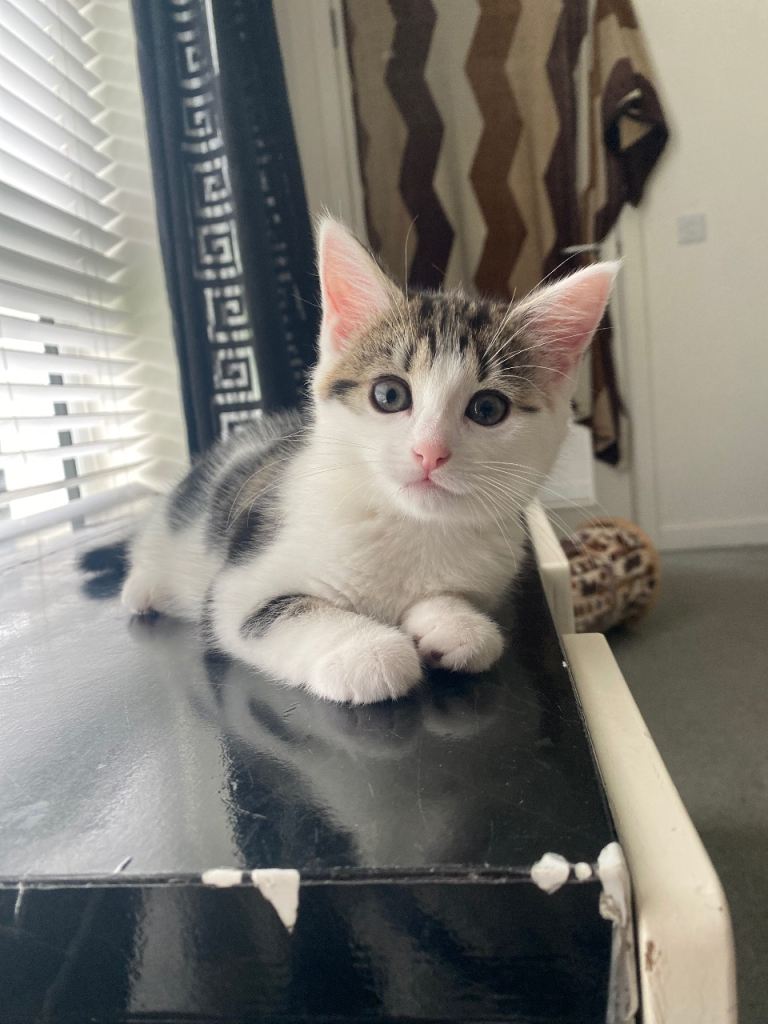 Kitten for sale