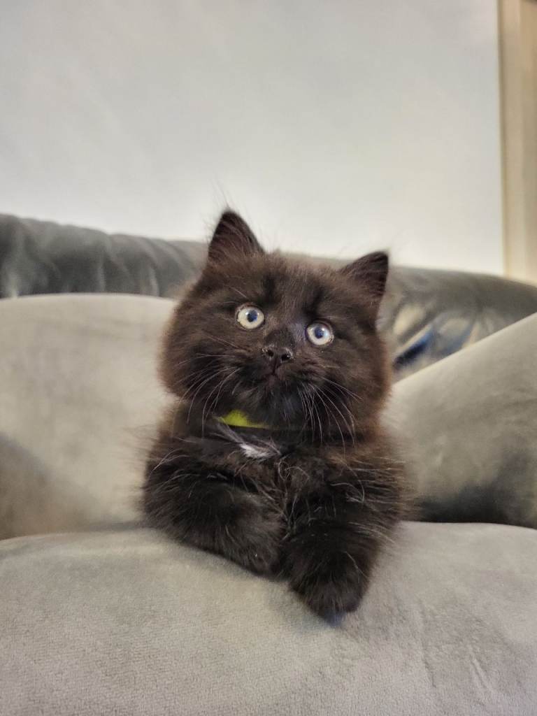 Gorgeous litter of Maine Coone X kittens