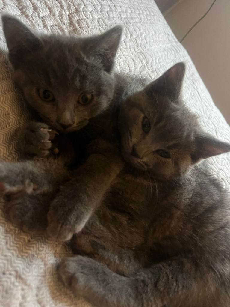 2 female russian blues 