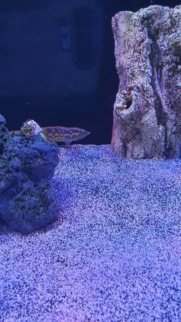 Tyre Track Eel