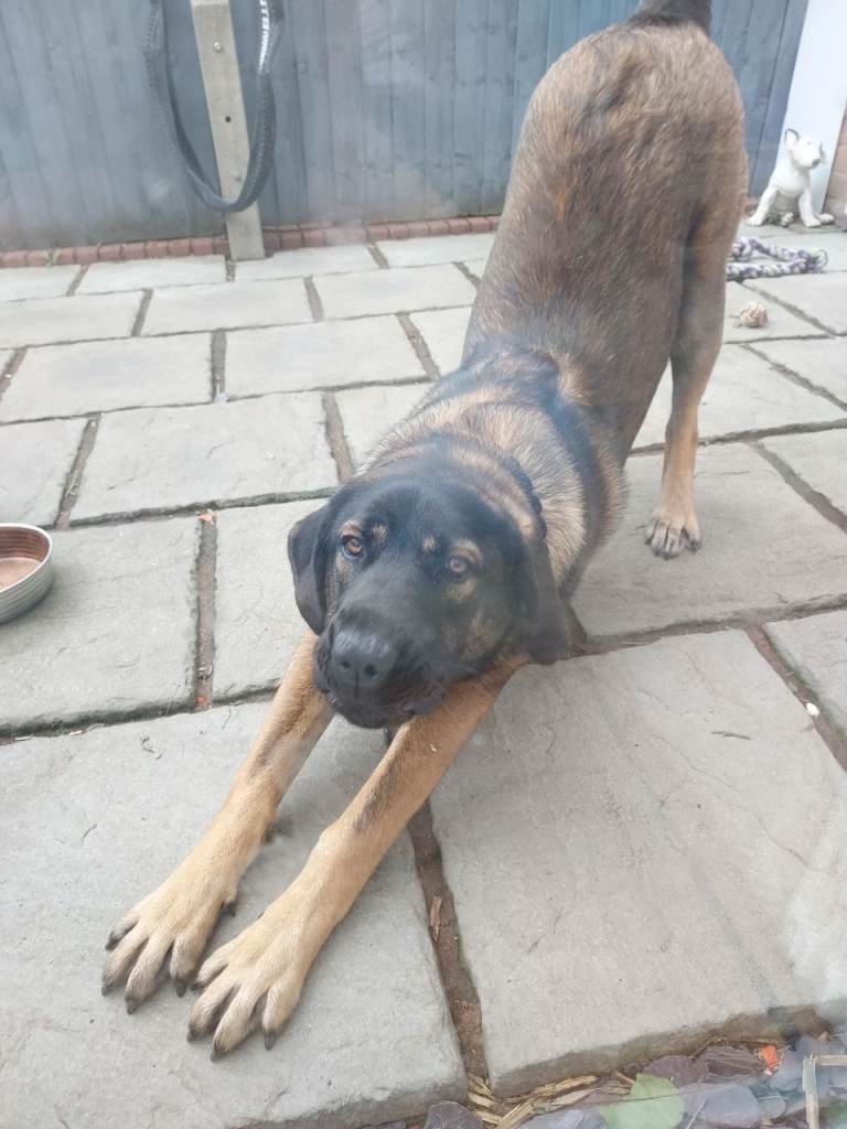 Belgium Malinois crossed with Caucasian shephard 
